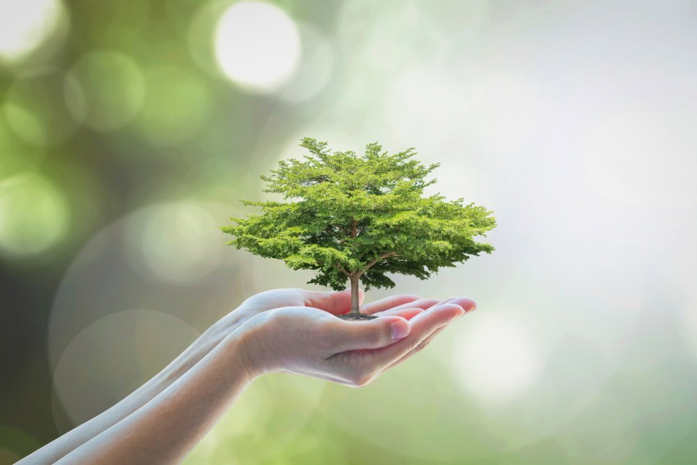 growing tree in hand